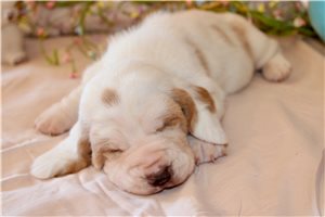 Amaury - Basset Hound for sale