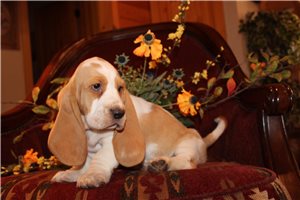 Mater - puppy for sale