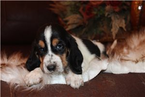 Emerson - puppy for sale