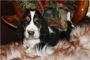 Elmer - puppy for sale