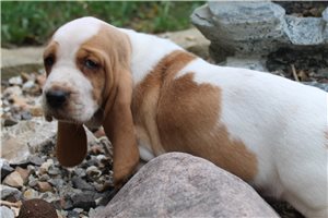 Kaia - Basset Hound for sale