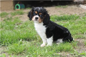 Braxton - Cavalier King Charles Spaniel for sale