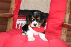 Braxton - Cavalier King Charles Spaniel for sale