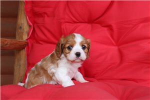 Breslin - Cavalier King Charles Spaniel for sale