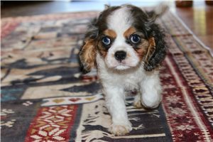 Baby - Cavalier King Charles Spaniel for sale