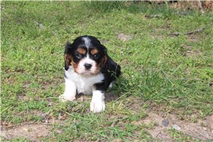 Braxton - puppy for sale