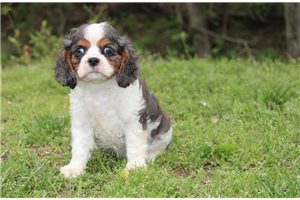 Blue - Cavalier King Charles Spaniel for sale