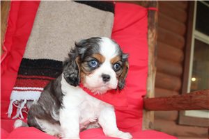 Blue - Cavalier King Charles Spaniel for sale