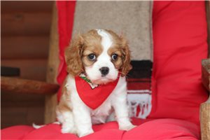 Breslin - Cavalier King Charles Spaniel for sale
