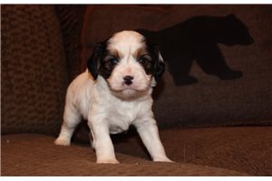 Pistol - Mixed/Other for sale