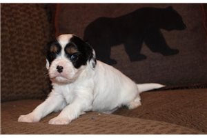 Piper - Mixed/Other for sale