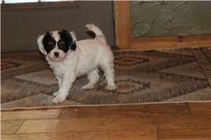 Piper - Mixed/Other for sale