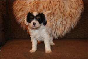 Piper - Mixed/Other for sale