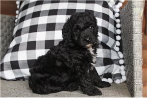 Cheerio - Poodle, Miniature for sale
