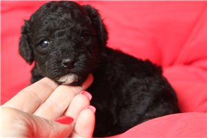 Cresslyn - Poodle, Toy for sale
