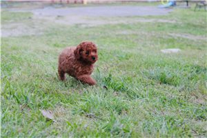 Sheldon - Poodle, Toy for sale