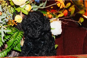 Charlotte - Poodle, Toy for sale