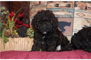 Valkyrie - puppy for sale