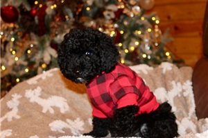 Victor - Poodle, Toy for sale
