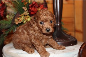 Stallone - puppy for sale