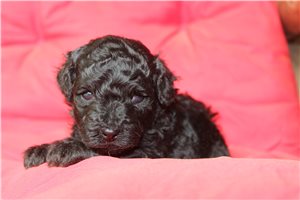 Calla - puppy for sale