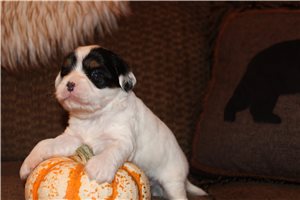 Piper - Mixed/Other for sale