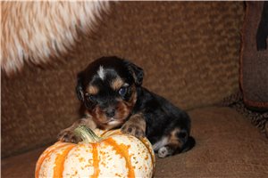 Pixel - Mixed/Other for sale