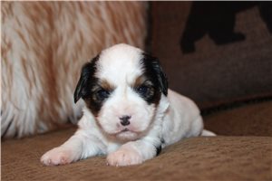 Pistol - Mixed/Other for sale