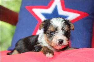Daria - puppy for sale