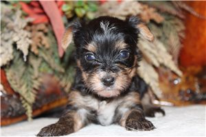 Dawn - Yorkshire Terrier - Yorkie for sale