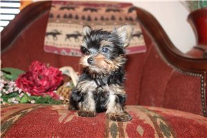 Destiny - Yorkshire Terrier - Yorkie for sale