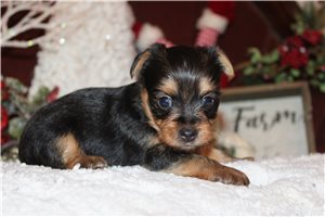 Wendy - puppy for sale