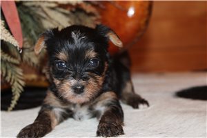 Dawson - puppy for sale