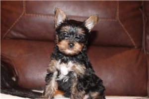 Domingo - Yorkshire Terrier - Yorkie for sale