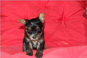 Dawn - Yorkshire Terrier - Yorkie for sale