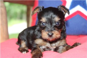Domingo - puppy for sale