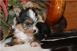 Daria - Yorkshire Terrier - Yorkie for sale