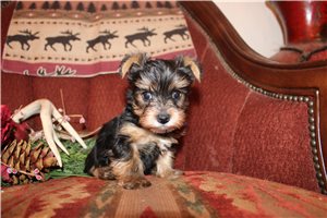 Dewdrop - Yorkshire Terrier - Yorkie for sale