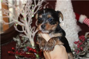 Wednesday - Yorkshire Terrier - Yorkie for sale