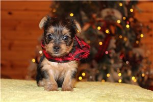 Willa - puppy for sale