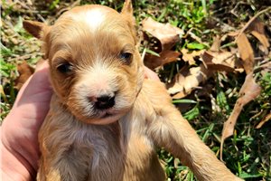 Spence - puppy for sale