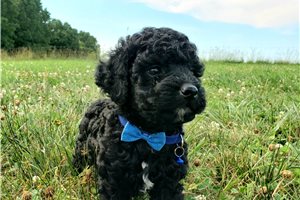 Blake - Cockapoo for sale
