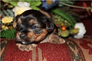 Elena - puppy for sale