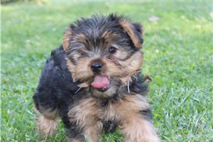 Eden - Yorkshire Terrier - Yorkie for sale