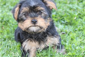 Eduardo - Yorkshire Terrier - Yorkie for sale