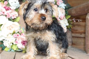 Eden - puppy for sale
