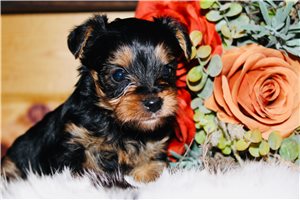 Weston - puppy for sale