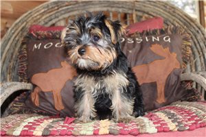 Eduardo - Yorkshire Terrier - Yorkie for sale