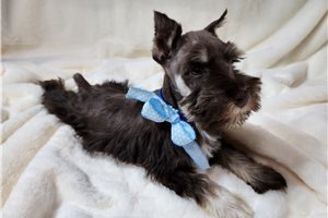 Alexander - Schnauzer, Miniature for sale