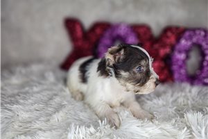 Adeline - Schnauzer, Miniature for sale